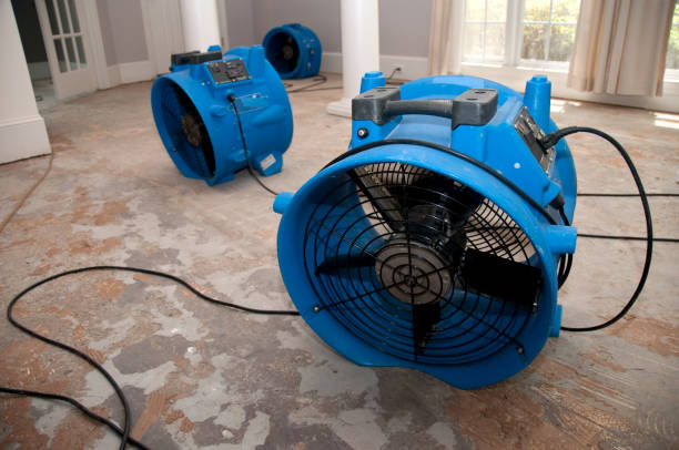 Best Water damage cleanup near me  in Blackshear, GA