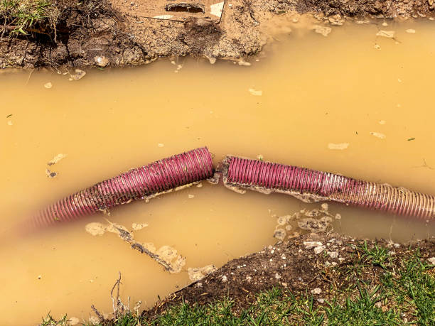 Best Mold removal after water damage  in Blackshear, GA